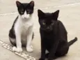 GATINHOS