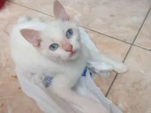 Gato raça Srd idade 2 a 6 meses nome Pimenta