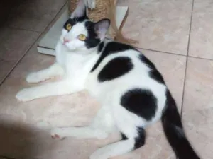 Gato raça Srd idade 2 a 6 meses nome Joca