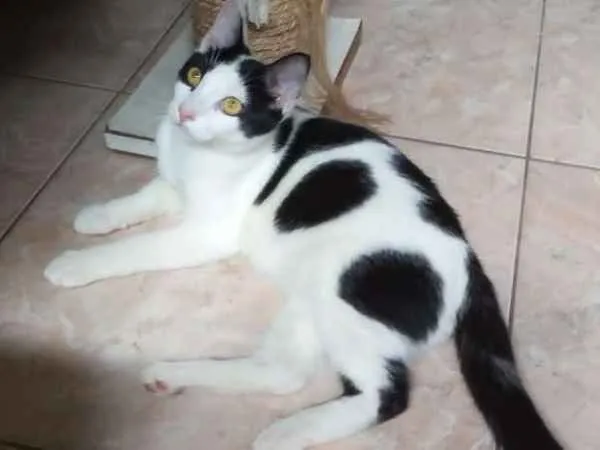 Gato ra a Srd idade 2 a 6 meses nome Joca