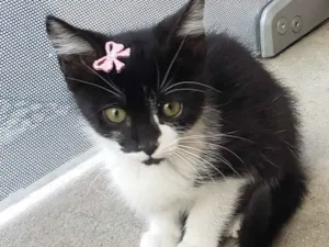 Gato raça SRD idade 2 a 6 meses nome GATINHOS 
