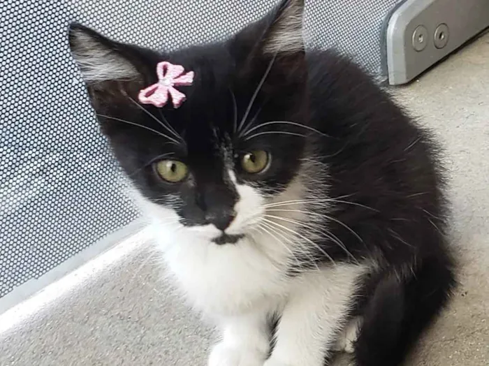 Gato ra a SRD idade 2 a 6 meses nome GATINHOS 