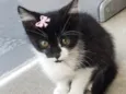 GATINHOS