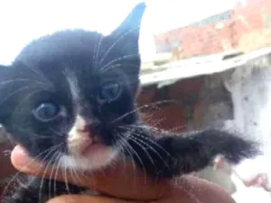 Gato raça Srd idade Abaixo de 2 meses nome Filhotes