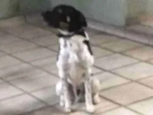 Cachorro raça SRD idade 3 anos nome Sem nome 