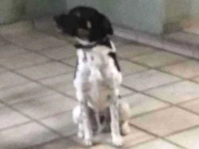 Cachorro ra a SRD idade 3 anos nome Sem nome 