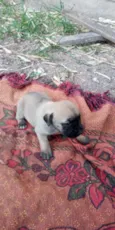 Baby