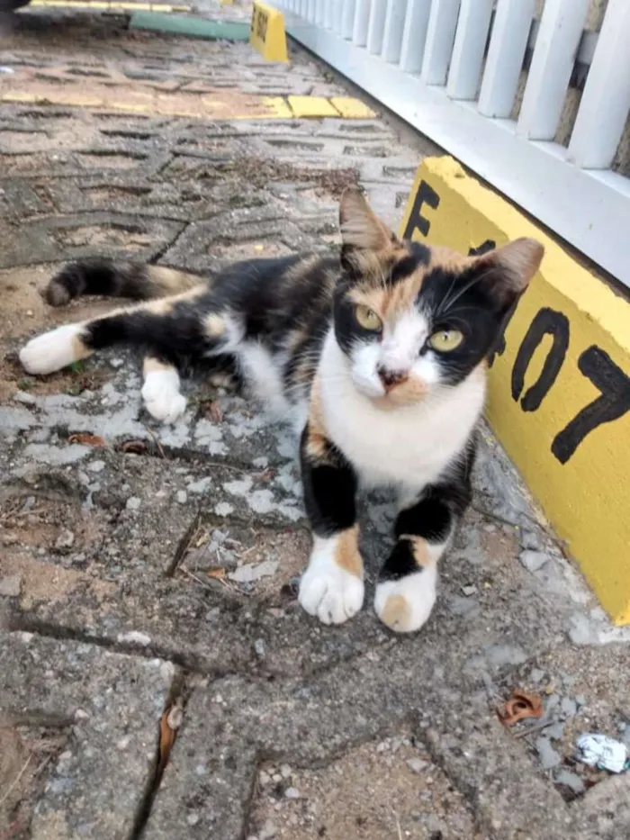 Gato raça Srd idade 7 a 11 meses nome Mily