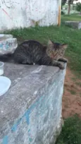 Pedro