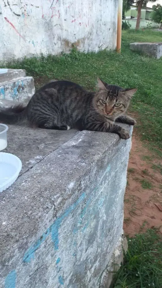 Gato raça Srd idade 1 ano nome Pedro