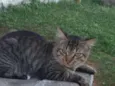 Pedro