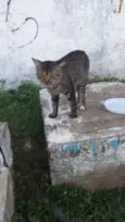 Pedro