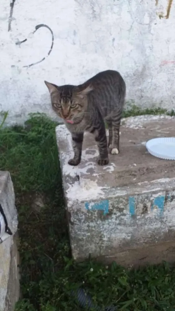 Gato raça Srd idade 1 ano nome Pedro