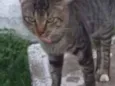 Pedro