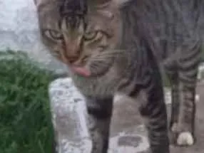 Gato raça Srd idade 1 ano nome Pedro
