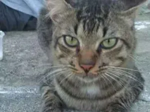 Gato raça Srd idade 1 ano nome Pedro
