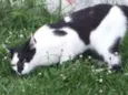 Tom