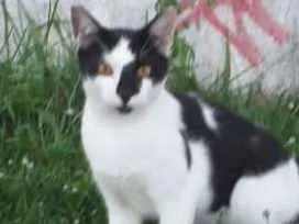 Gato raça Srd idade 7 a 11 meses nome Tom