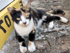 Gato raça Srd idade 7 a 11 meses nome Mily