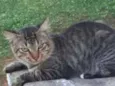 Pedro