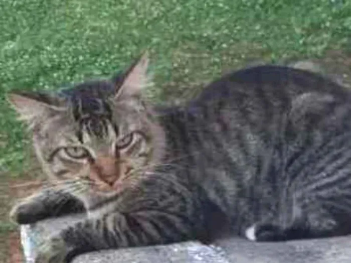 Gato raça Srd idade 1 ano nome Pedro