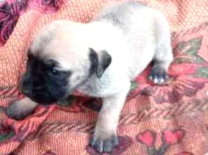 Cachorro raça viralatinha idade  nome Baby
