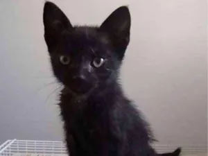 Gato raça SRD idade 2 a 6 meses nome Luna