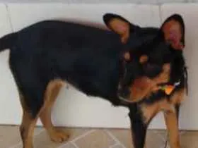 Cachorro ra a Vira lata idade 1 ano nome Lilica