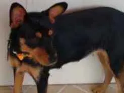 Cachorro ra a Vira lata idade 1 ano nome Lilica