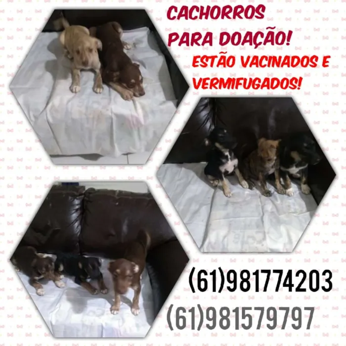 Cachorro ra a Vira lata idade 2 a 6 meses nome Sem nome