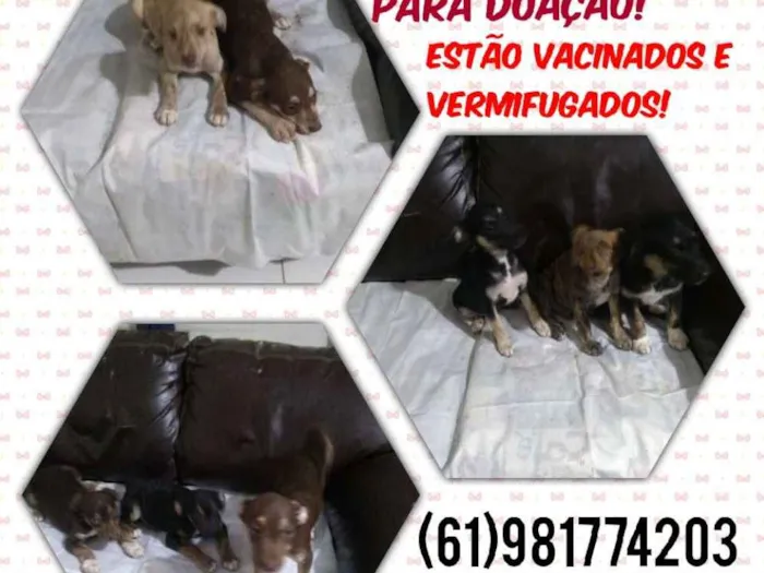 Cachorro ra a Vira lata idade 2 a 6 meses nome Sem nome