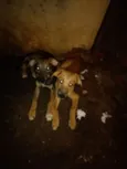 Patinha e sedinha