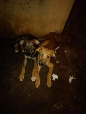 Cachorro raça Filhote de labrodora e filer idade 2 a 6 meses nome Patinha e sedinha