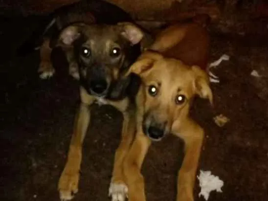 Cachorro raça Filhote de labrodora e filer idade 2 a 6 meses nome Patinha e sedinha