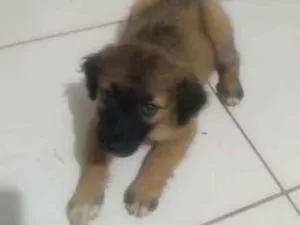 Cachorro raça Vira lata idade 2 a 6 meses nome Sem nome