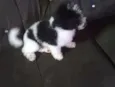 Marley, poli e raika