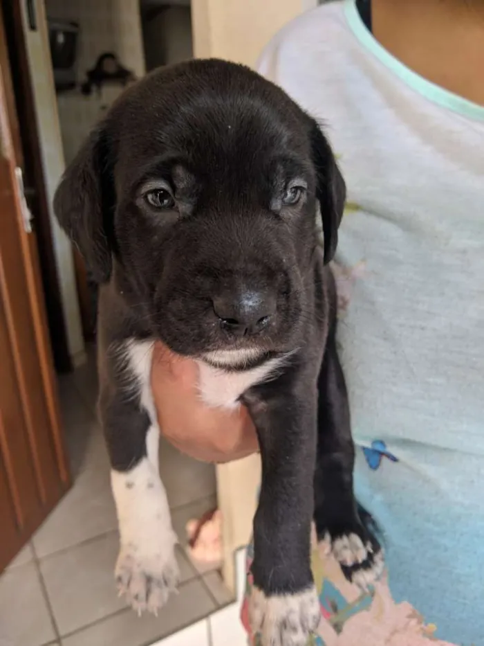 Cachorro ra a Sem raça idade Abaixo de 2 meses nome Sem nome