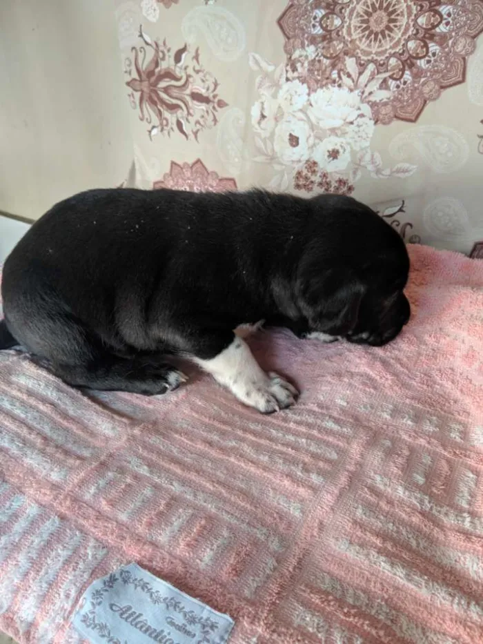 Cachorro ra a Sem raça idade Abaixo de 2 meses nome Sem nome