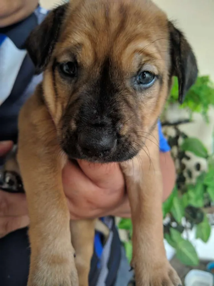 Cachorro ra a Sem raça idade Abaixo de 2 meses nome Sem nome