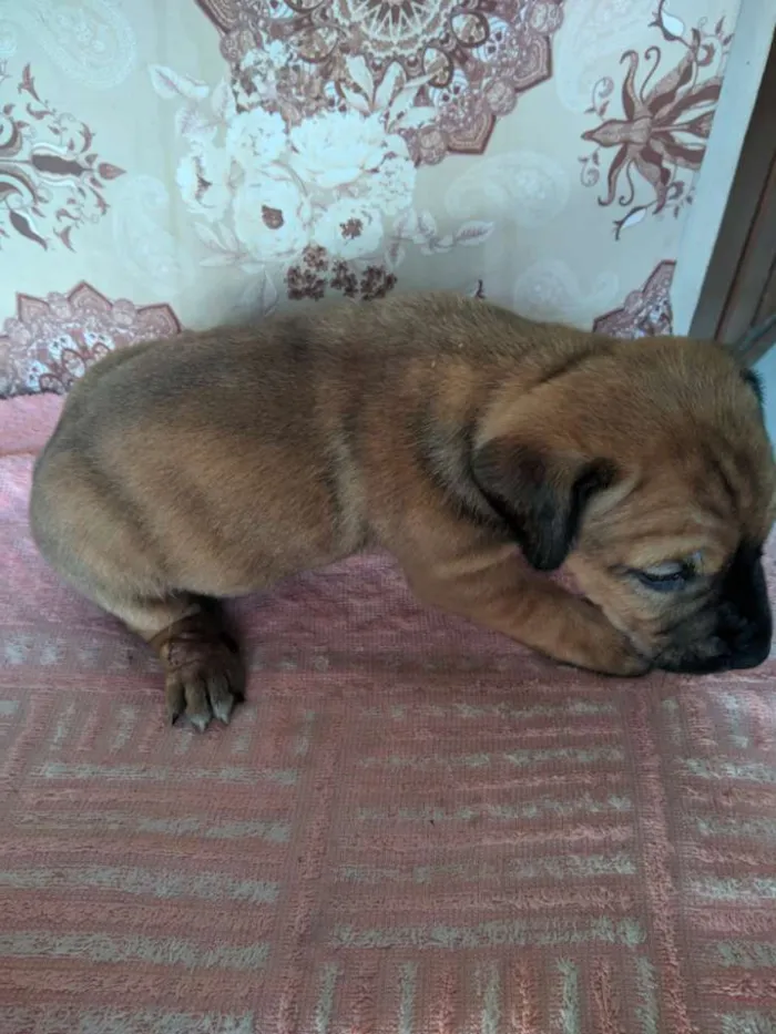 Cachorro ra a Sem raça idade Abaixo de 2 meses nome Sem nome