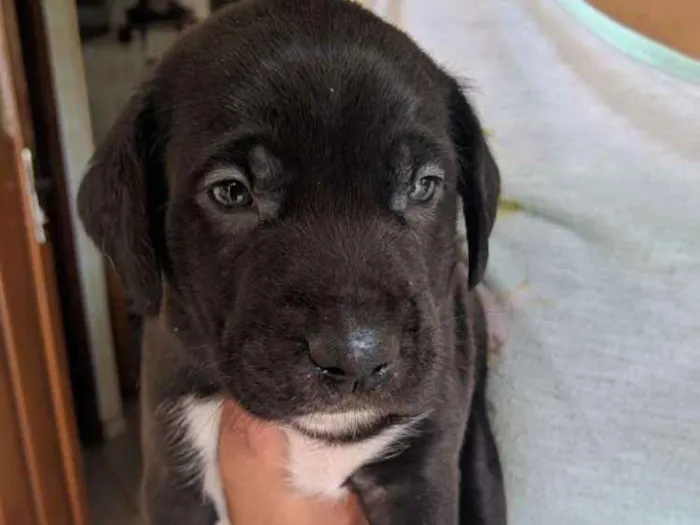 Cachorro ra a Sem raça idade Abaixo de 2 meses nome Sem nome
