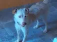 Buma
