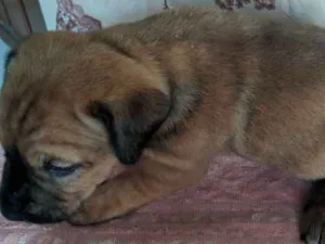 Cachorro raça Sem raça idade Abaixo de 2 meses nome Sem nome