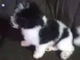 Marley, poli e raika