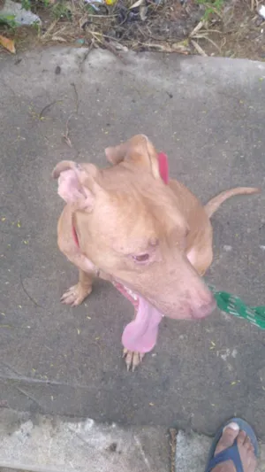 Cachorro raça Pitbull idade 6 ou mais anos nome Zender