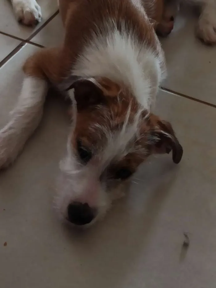 Cachorro ra a Indefinida idade 2 a 6 meses nome Sem nome