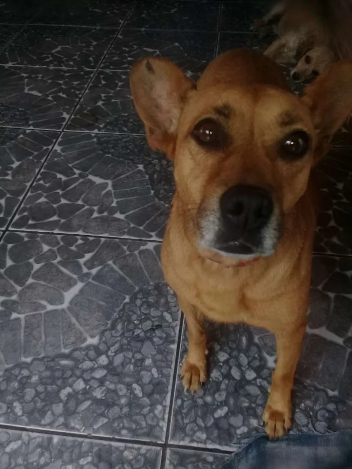 Cachorro ra a Sem raça definida idade 2 anos nome Priscila