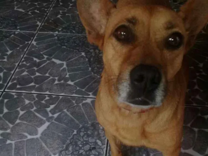 Cachorro ra a Sem raça definida idade 2 anos nome Priscila