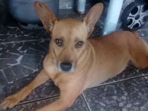 Cachorro raça Sem raça definida idade 2 anos nome Priscila