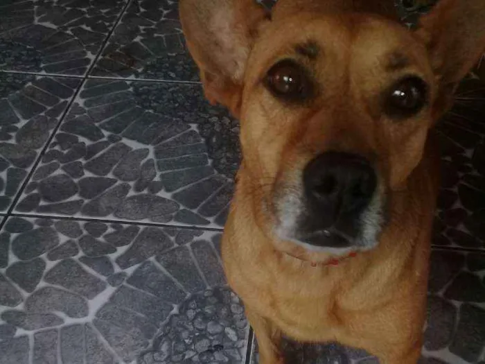 Cachorro ra a Sem raça definida idade 2 anos nome Priscila